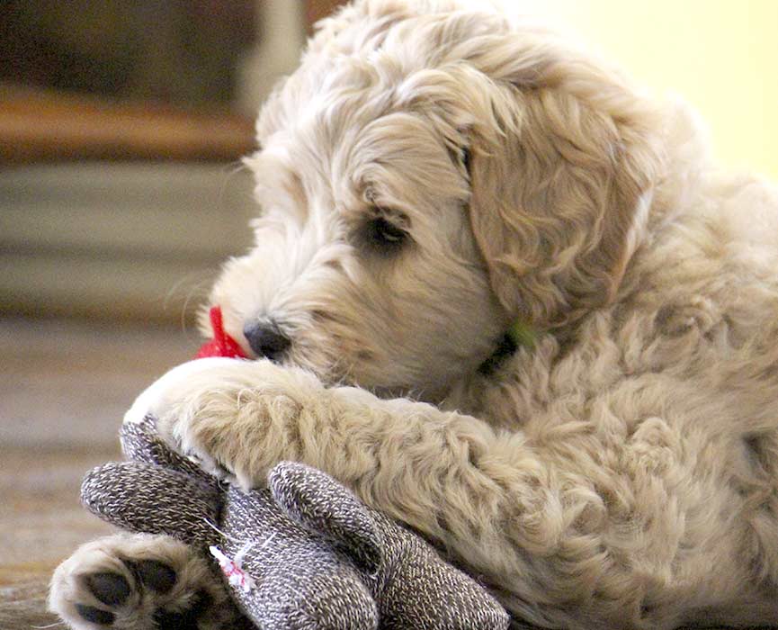 white Australian Labradoodle playing with a sock toy