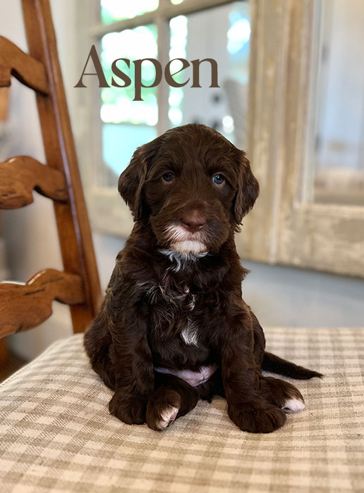 aspen from monroe and boots week 5