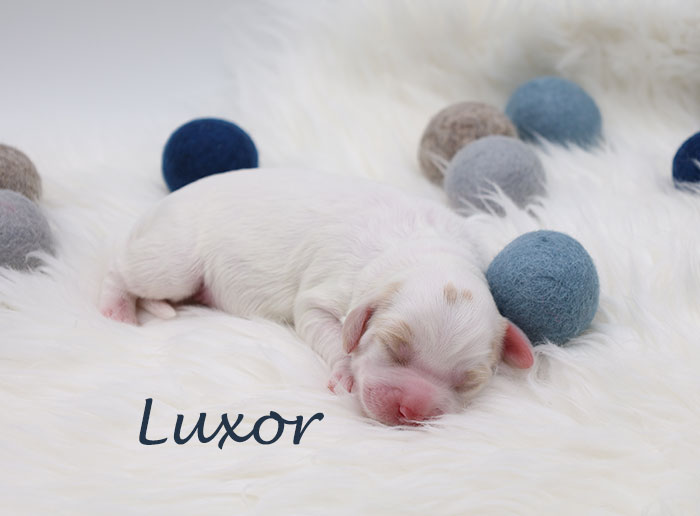 luxor from izzy and Flirt week 1