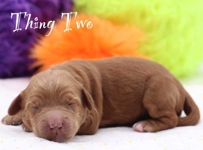 thing two from mayzie and rhodie week 1