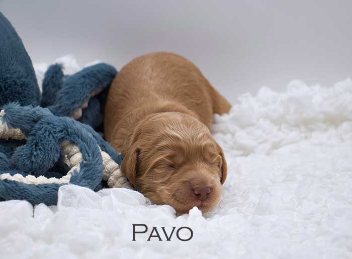 pavo from sophie and finn week 1