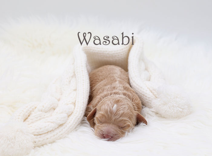 wasabi from tobasco and flirt week 1