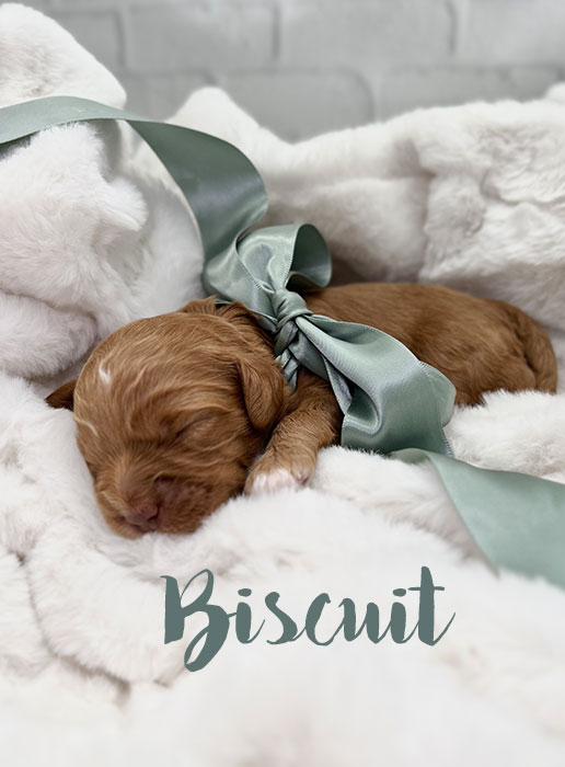biscuit from waffles and boots week 1