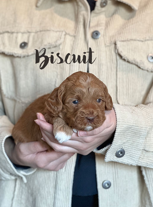 biscuit from waffles and boots week 3