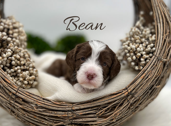 bean from waffles and boots week 3