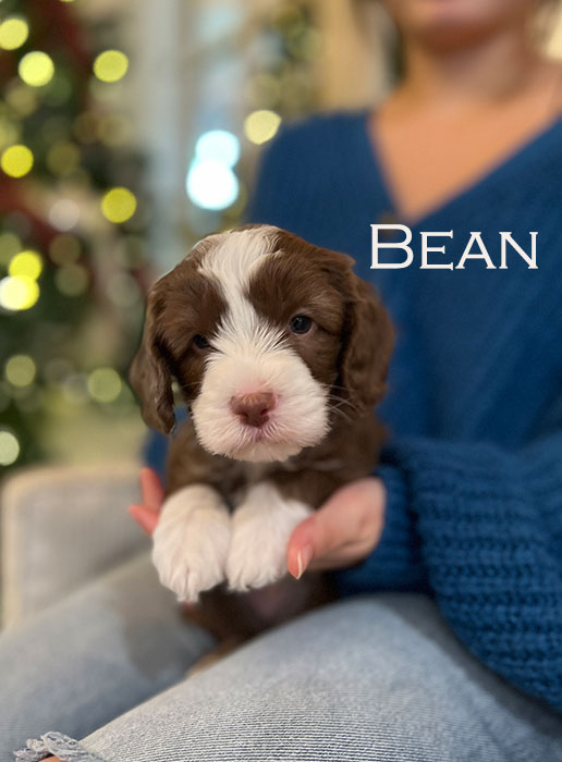 bean from waffles and boots week 5
