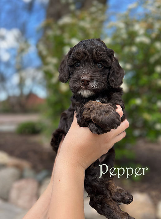 pepper from libby and henry week 5