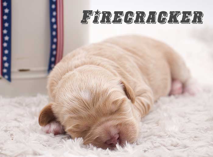 Firecracker-week 1