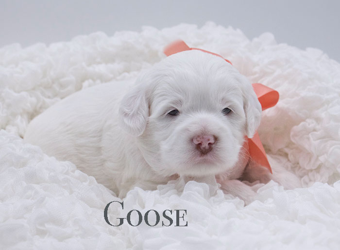 goose from penny and rhodie week 3