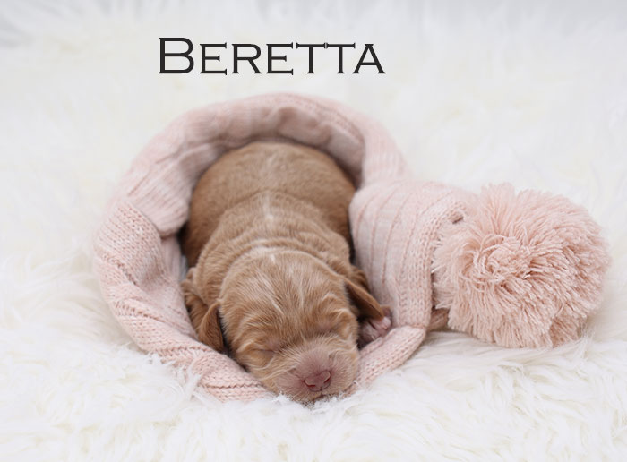 Beretta from Stella and Flirt week 1