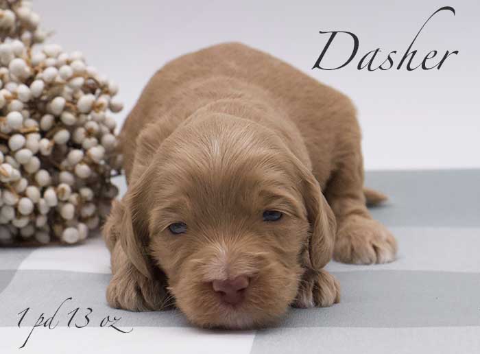 Dasher from Mayzie and Rhodie week 3