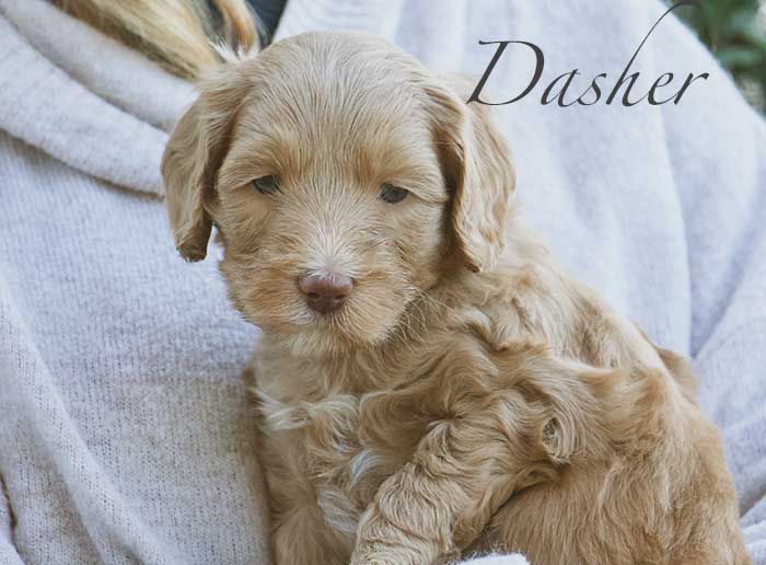Dasher from Mayzie and Rhodie week 5