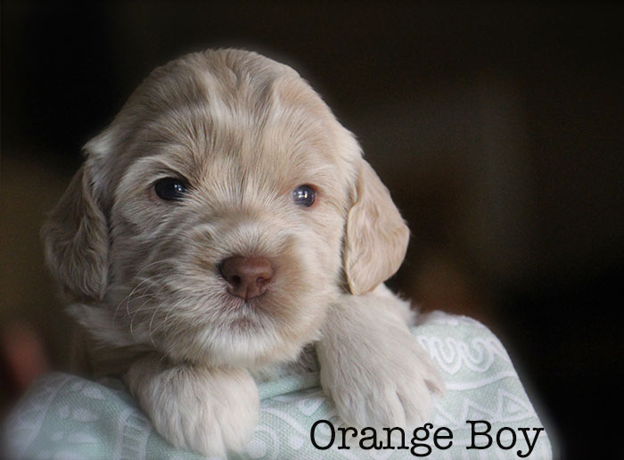 Orange Boy from Lola and AJ week 3