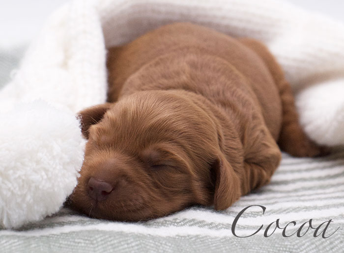 Cocoa from Parker and Remi week 1