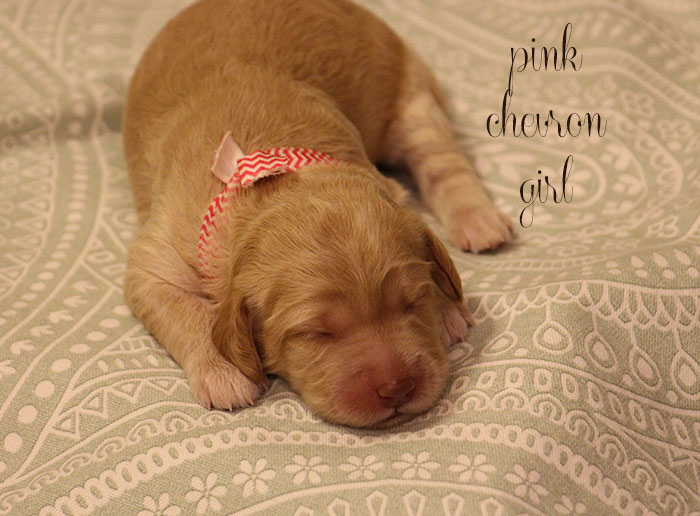 Pink Chevron Girl from Georgy and AJ week 1