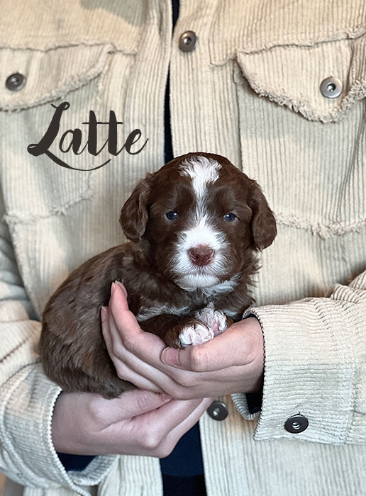 latte from waffles and boots week 3