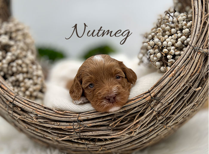 nutmeg from waffles and boots week 3