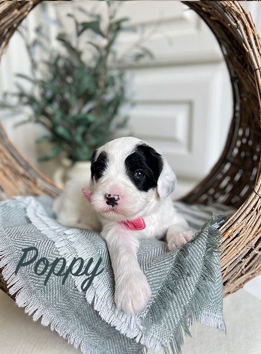 poppy from willow and boots week 3
