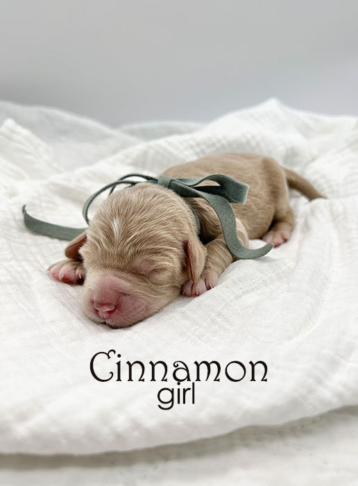 cinnamon from libby and henry week 1