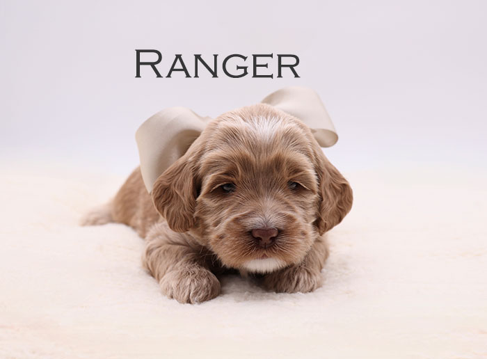ranger from sophie and river week 3