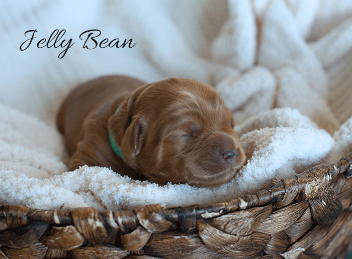 Jelly Bean from Katie and Rhodie week 1