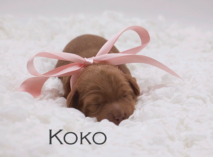 Koko from lulu and remi week 1