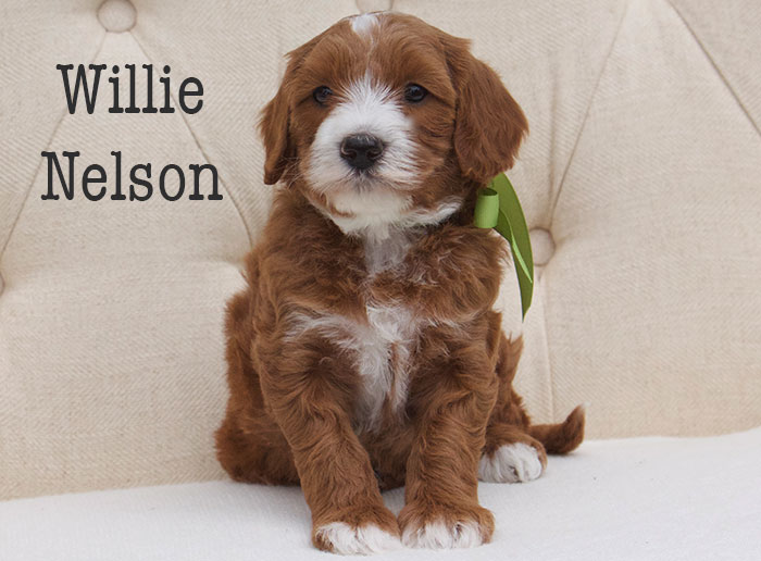 Willie Nelson-week 5