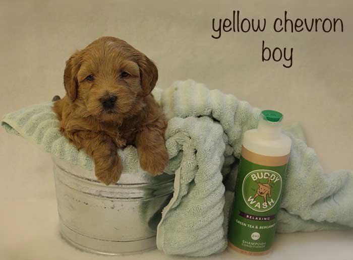 Yellow Chevron Boy from Tallulah and AJ week 5
