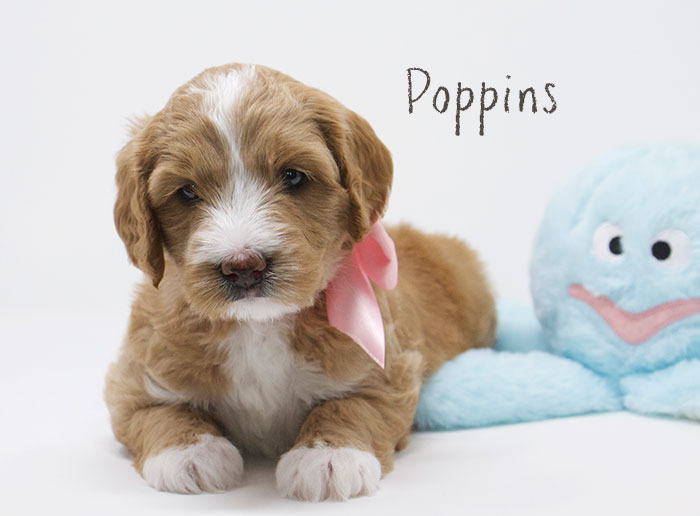 Poppins from Tallulah and Rhodie week 5