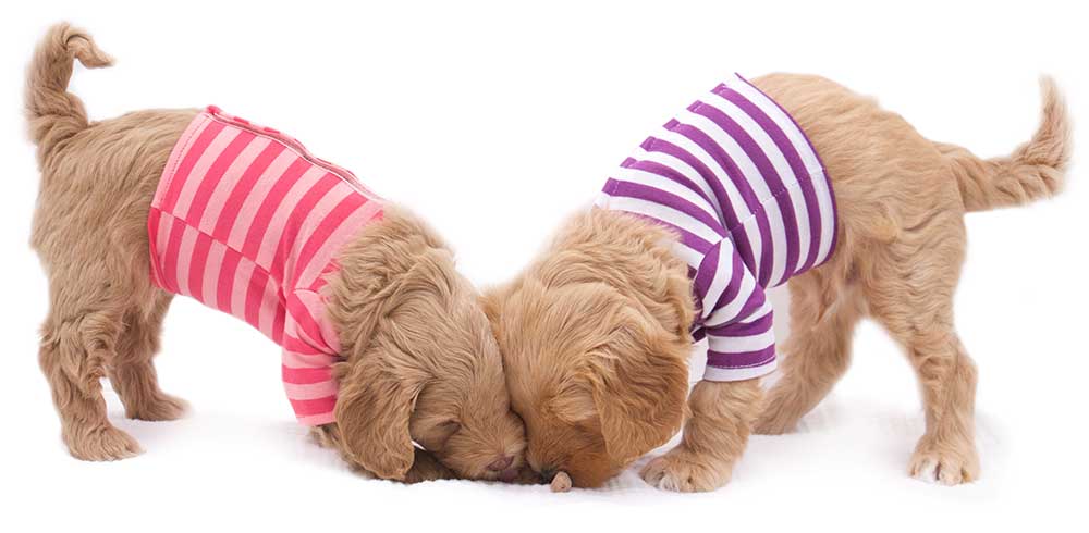 puppies in stripped shirts