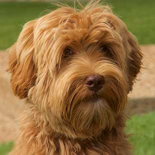 Annie the Legendary Labradoodle