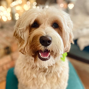 Aspen the Legendary Labradoodle