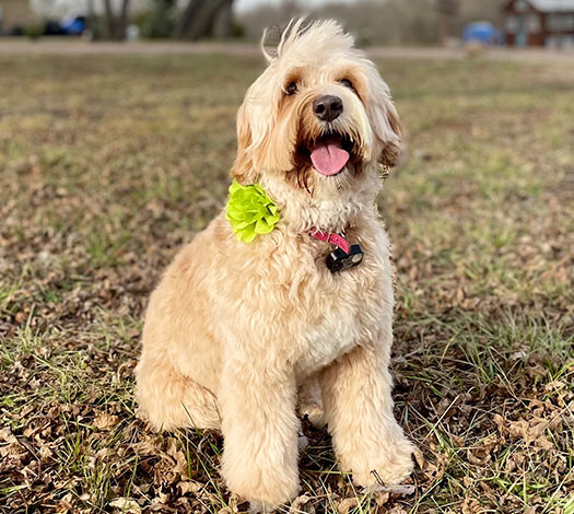 Aspen the Australian Labradoodle