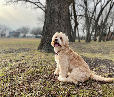 Aspen the Australian Labradoodle