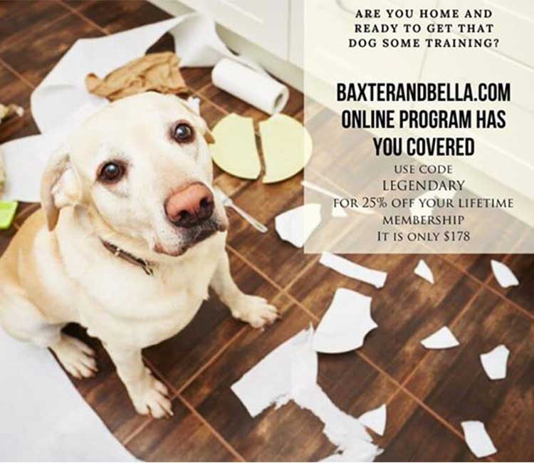 baxter and bella photo