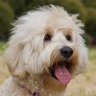 Birdie the Legendary Labradoodle