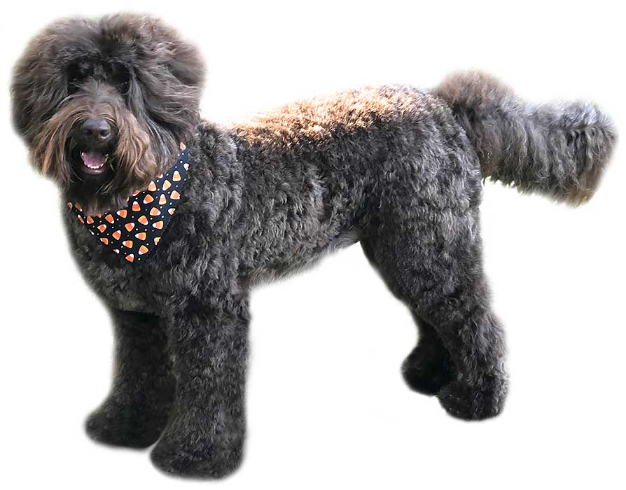 black australian labradoodle with candy corn bandana