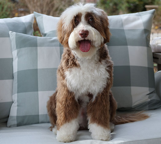 Boots the Australian Labradoodle