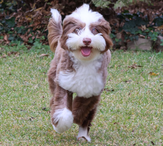 Boots the Australian Labradoodle