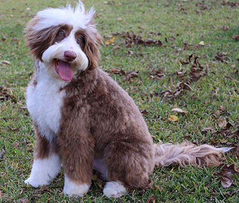 Boots the Australian Labradoodle