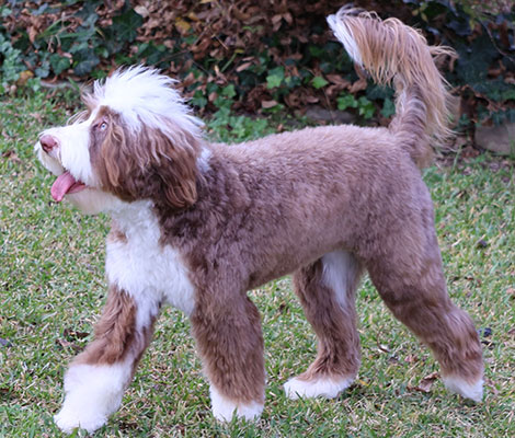 Boots the Australian Labradoodle