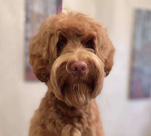 Capri the Legendary Labradoodle