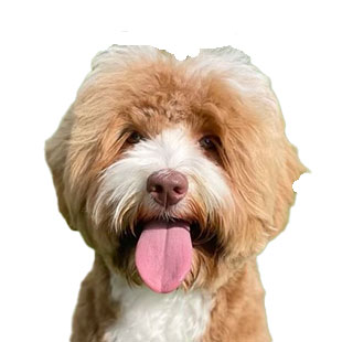 Charley the Legendary Labradoodle