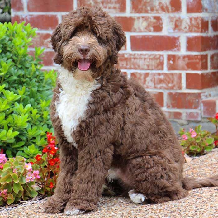 chocolate white australian labradoodle