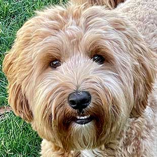 Clover the Legendary Labradoodle