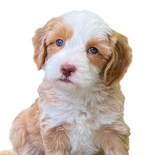 Daisy the Legendary Labradoodle