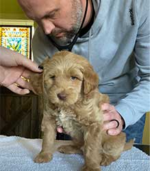 dr smith examining puppy