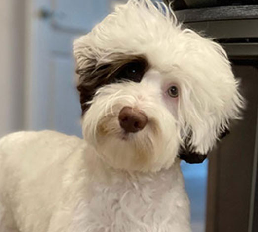 Piper the Legendary Labradoodle