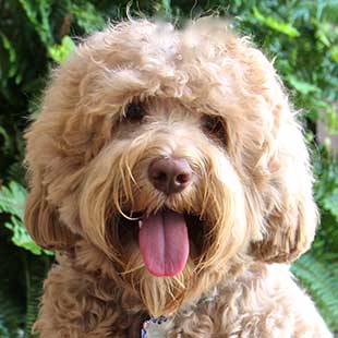 Fifi the Legendary Labradoodle