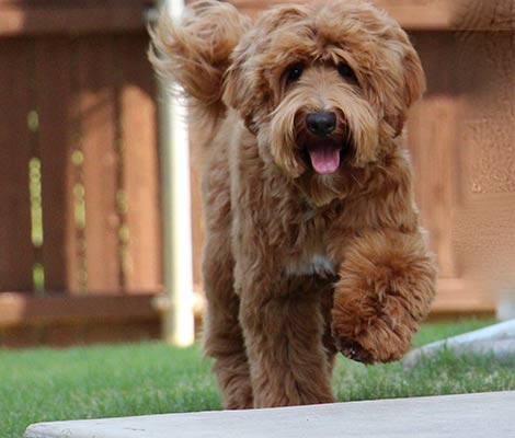 Finn the Australian Labradoodle